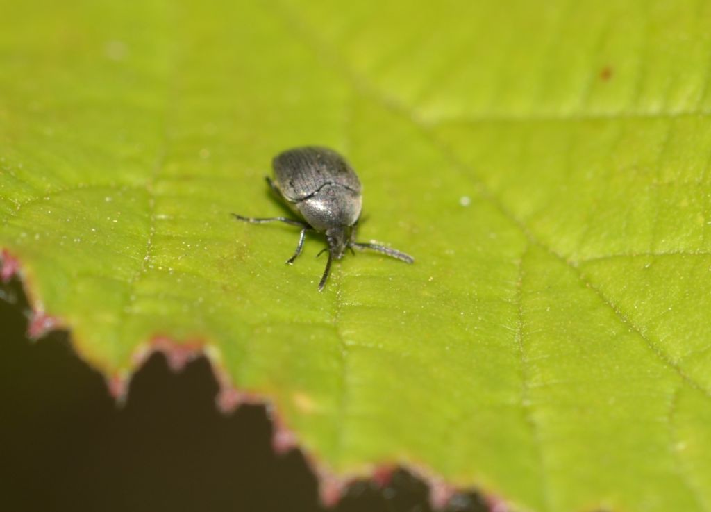 Spermophagus sericeus? Spermophagus sp., Chrysomelidae Bruchinae